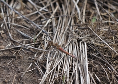 Sympetrum meridionale