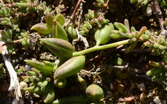 Curio radicans
