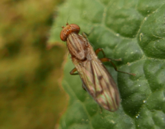 Opomyza