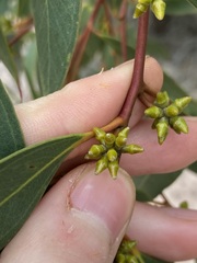 Eucalyptus decipiens