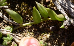 Curio radicans