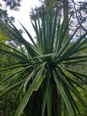 Asparagaceae