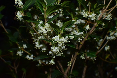 Osmanthus heterophyllus