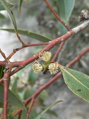 Eucalyptus decipiens