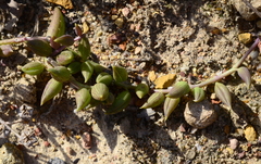 Curio radicans