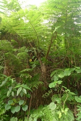 Cyathea lunulata