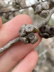 Eucalyptus decipiens