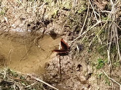 Marpesia zerynthia