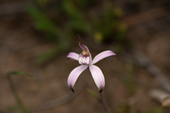 Caladenia hirta rosea