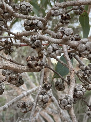 Image of Eucalyptus decipiens by (c) Thomas Mesaglio, some rights reserved (CC BY)