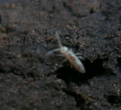Entomobryidae