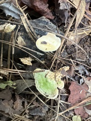 Loweomyces fractipes
