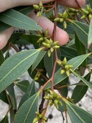 Eucalyptus decipiens
