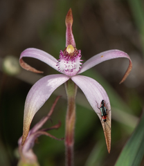 Caladenia hirta rosea