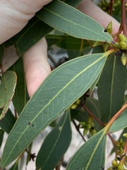 Eucalyptus decipiens
