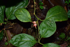Pachysandra axillaris