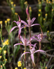 Caladenia hirta rosea