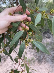 Eucalyptus decipiens