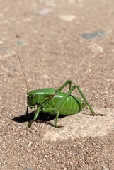 Anabrus simplex