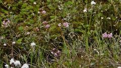 Kalmia polifolia