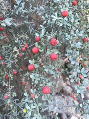 Osyris alba