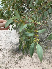 Eucalyptus decipiens