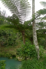 Cyathea lunulata