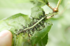 Myzus cerasi