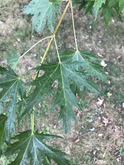 Acer saccharinum