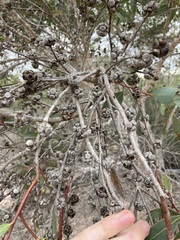 Eucalyptus decipiens