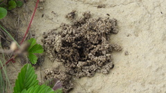 Lumbricus