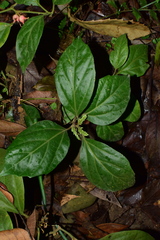 Pachysandra axillaris