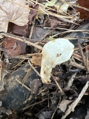 Loweomyces fractipes
