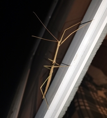 Phasmatinae