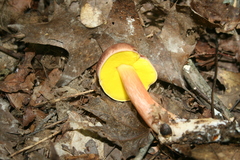 Aureoboletus auriporus