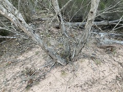 Eucalyptus decipiens