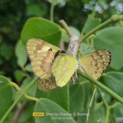 Colotis amata