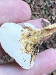 Loweomyces fractipes