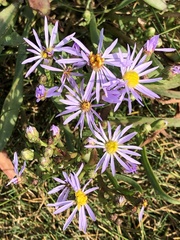 Tripolium pannonicum