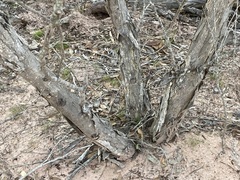 Eucalyptus decipiens