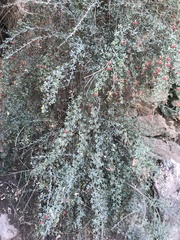 Osyris alba