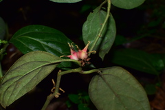 Pachysandra axillaris