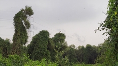 Mycteria leucocephala