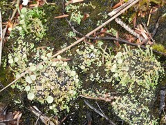 Cladonia pyxidata