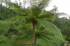 Cyathea lunulata