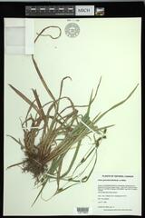 Carex granularis granularis