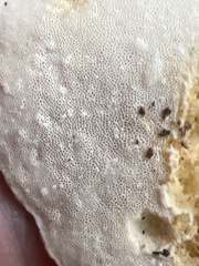 Loweomyces fractipes