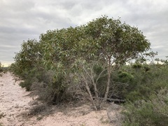 Eucalyptus decipiens