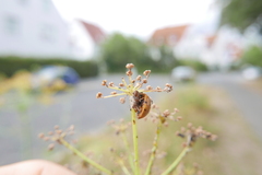 Dinocampus coccinellae paralysis virus