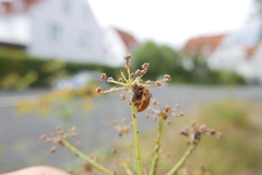 Dinocampus coccinellae paralysis virus